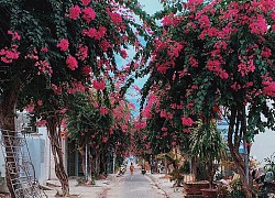 Quên lối về với những con đường hoa giấy ở Nha Trang đang vào mùa bung nở