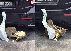 Tài xế bị khỉ nẫng tay trên quả sầu riêng