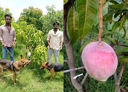 Thuê 4 vệ sĩ, 6 con chó để bảo vệ cây xoài