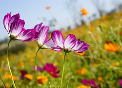 Tử vi ngày 17/6/2021: Tuổi Mùi vướng nhiều rắc rối, tuổi Mão gặp nhiều may mắn