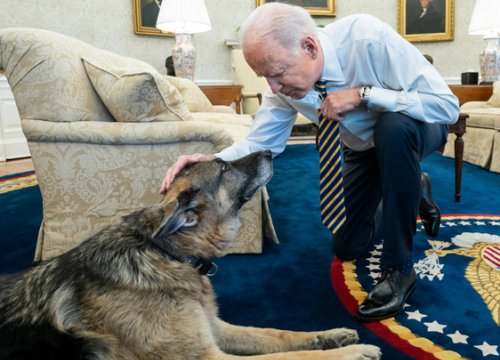 Chó cưng của Biden qua đời