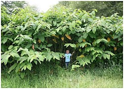 Kỳ lạ vùng đất sản sinh ra cây &#8216;khổng lồ&#8217; ở Nga