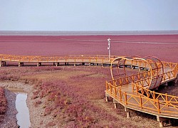 Kỳ quan "bãi biển đỏ" ở Trung Quốc đẹp nhất vào mùa chim di cư