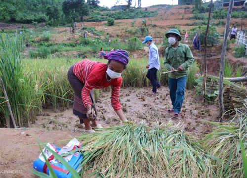 Vụ lúa nước đầu tiên của người Mày