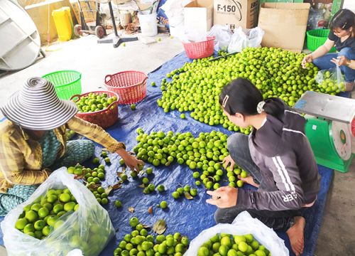 Cam Ranh: Đẩy mạnh ứng dụng khoa học - kỹ thuật trong sản xuất