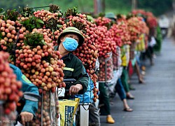 Những lý do giúp vải thiều tiêu thụ nhanh trong 'bão' Covid-19