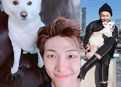 5 khoảnh khắc BTS và thú cưng 'đốn tim' ARMY