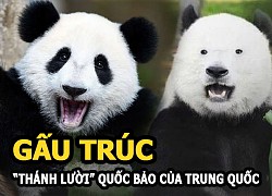 Gấu Trúc &#8211; &#8220;Thánh lười&#8221; của Trung Quốc và những sự thật không phải ai cũng biết