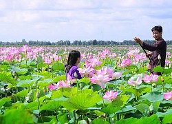 Ngẩn ngơ với ngàn sắc sen hồng ở khu du lịch Đồng Sen Gò Tháp