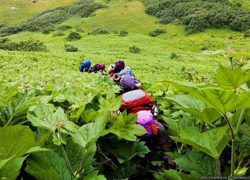 Vùng đất kỳ lạ ở Nga khiến cây trồng cao lớn khổng lồ như trong thế giới cổ tích