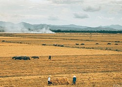 Nhớ mùa vàng làng quê