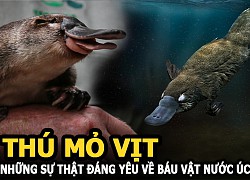 Thú mỏ vịt và những sự thật đáng yêu đến không tưởng về báu vật của nước Úc