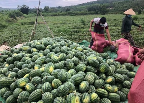 Dịch COVID-19: Kết nối, hỗ trợ nông dân tiêu thụ nông sản vào vụ