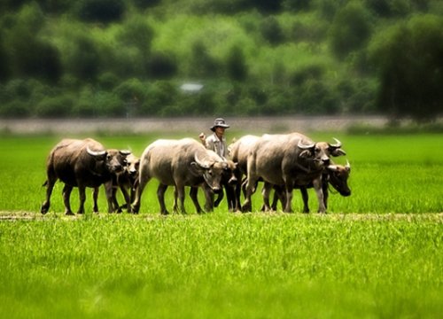 Được gọi tên trong sổ vàng của thần tài, 5 ngày đầu tiên của tháng 8 những tuổi này tha hồ 'gánh vàng ròng về nhà'