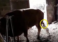 Clip: Cố tình đi gây sự, chó nhà bị bò tung vó đá lật hàm