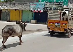 Kinh ngạc: Vì tình yêu, ngay cả bò cũng có thể làm được những điều này!