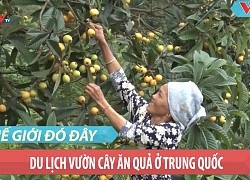 Trung Quốc: Du lịch tại các vườn cây ăn quả