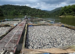 Cá lồng chết hàng loạt do mực nước hồ Hòa Bình xuống thấp