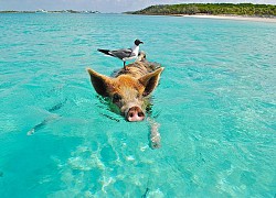 Chơi đùa với những 'cư dân bốn chân' đáng yêu trên đảo lợn ở Koh Samui