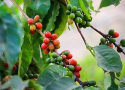 Giá cà phê hôm nay 7/7: Nông dân xả hàng mạnh đẩy Arabica lao dốc