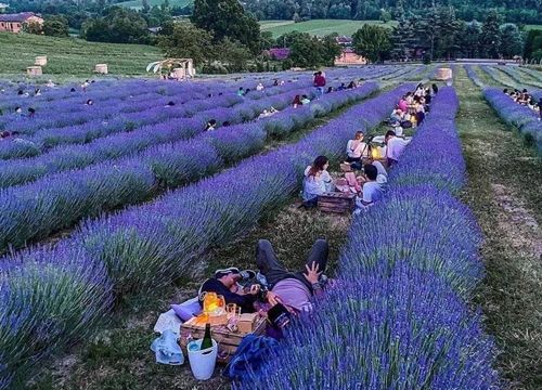 Italy: Lạc vào thế giới cổ tích, thưởng hoa, ngắm cảnh, dùng bữa tối giữa cánh đồng hoa oải hương