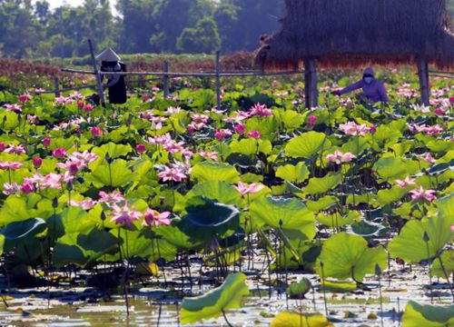 Mùa sen ở sông Đầm