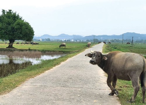 3 con giáp bứt phá thành công, giàu lên nhanh chóng sau những tháng cuối năm 2021, tương lai tươi sáng