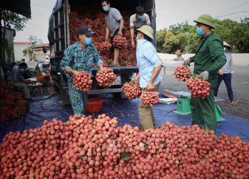 Bắc Giang thu hơn 6.800 tỷ đồng từ vụ vải thiều năm 2021