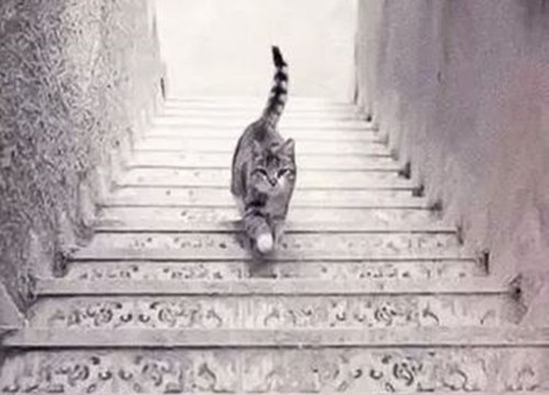 Tính cách của mèo là điều tuyệt vời để khám phá. Bức ảnh con mèo đi lên hay xuống này sẽ khiến bạn suy nghĩ về những câu trả lời độc đáo về tính cách của loài mèo.