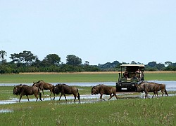 Bộ lạc Bayei với tour Safari nước độc đáo và các loài vật hung dữ, to lớn