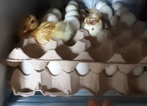 Dự trữ đồ ăn mùa dịch, trứng nở thành vịt trong tủ lạnh - netizen - Việt  Giải Trí