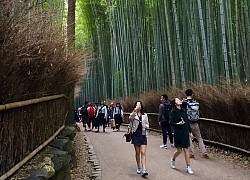 Lạc vào rừng tre Arashiyama - địa điểm chụp ảnh đẹp nhất ở Kyoto