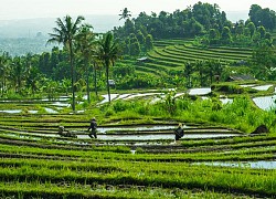 Bali: Nơi nét đẹp thiên nhiên được trân trọng hơn mọi tham vọng tiền tài và của cải