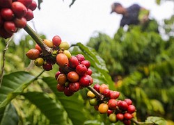 Giá cà phê hôm nay 17/7: Arabica lại bật tăng 'nóng', Robusta hướng đỉnh 1.770 USD; Giao dịch thận trọng