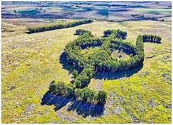 Khu vườn bạch đàn kết thành hình thù độc lạ nổi tiếng nhờ Google Earth