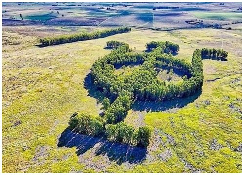 Khu vườn bạch đàn kết thành hình thù độc lạ nổi tiếng nhờ Google Earth