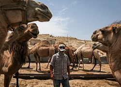 Lạc đà ở Kazakhstan ăn bìa cứng vì đồng cỏ khô hạn