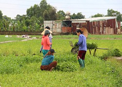 Nông dân gặp khó vì Covid-19, TP.HCM kêu gọi kết nối tiêu thụ rau xanh, thủy hải sản...