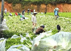 Nông dân tặng Sài Gòn cả vườn rau, sao doanh nghiệp lớn sá gì không chịu hi sinh vài đồng lợi nhuận