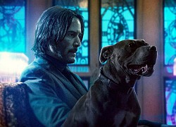 Tiền truyện "sát thủ báo thù" John Wick hé lộ nội dung, chưa gì đã đụng độ chỉ trích vì lý do "trời ơi đất hỡi"