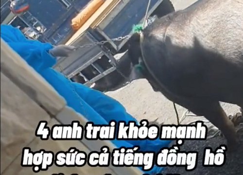 Xôn xao hình ảnh chú heo rừng nặng 200kg ở Gò Vấp "đi lùi như van xin" khi bị bế đi cách ly vì chủ là F0, dân mạng mủi lòng gửi lời chúc bình an