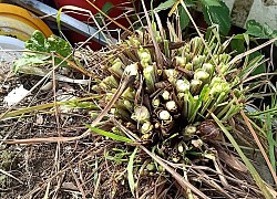 Cô gái bức xúc vì bị hàng xóm vặt trụi cả bụi sả chỉ vì một lời đồn trên mạng xã hội