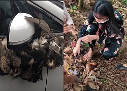 Lùm xùm khắc tên lên mai rùa chưa lắng, Thuỷ Tiên bị netizen khui lại clip treo ngược đàn cò lửa trên ô tô khi mua để phóng sinh
