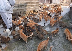 Những bức ảnh chứng minh một "vũ trụ Nhật Bản" hoàn toàn khác