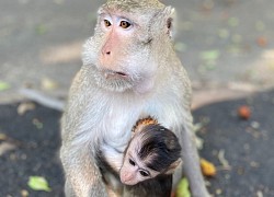 Người dân Vũng Tàu phát đồ cho khỉ ăn