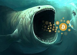 'Cá voi Bitcoin' thức giấc sau 3 năm, gom hàng ồ ạt