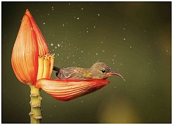 Chim hút mật no nê rồi ngả lưng ngủ trên cánh hoa, khoảnh khắc chỉ có một lần trong đời