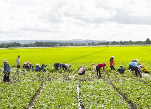 Chuỗi cung ứng nông sản ở các tỉnh phía Nam cơ bản được khơi thông