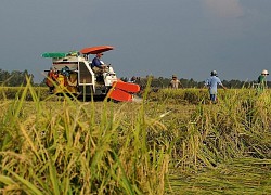 Giá lúa gạo hôm nay 24/7: Giá lúa gạo tăng giảm trái chiều