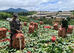 Người Lâm Đồng dậy sớm, hái trăm tấn rau chi viện TP.HCM và các tỉnh chống Covid-19